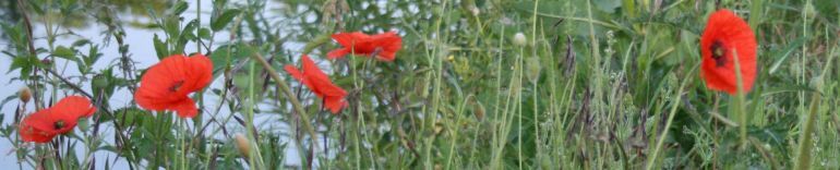 Mohn